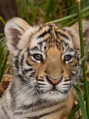 Custom Fridge Magnet Tiger Cub Home Kitchen Decor